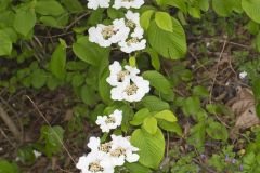 Japanese Snowball, Viburnum plicatum