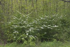 Japanese Snowball, Viburnum plicatum