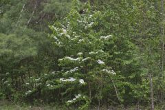 Japanese Snowball, Viburnum plicatum