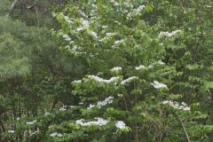 Japanese Snowball, Viburnum plicatum