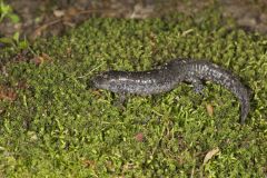 Jefferson Salamander, Ambystoma jeffersonianum