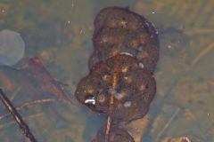 Jefferson Salamander, Ambystoma jeffersonianum