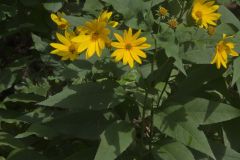 Jerusalem Artichoke, Helianthus tuberosus