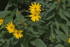 Jerusalem Artichoke, Helianthus tuberosus