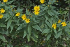 Jerusalem Artichoke, Helianthus tuberosus