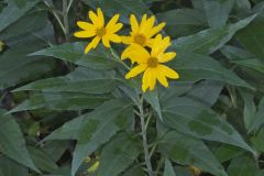 Jerusalem Artichoke, Helianthus tuberosus