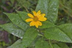 Jerusalem Artichoke, Helianthus tuberosus