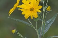 Jerusalem Artichoke, Helianthus tuberosus