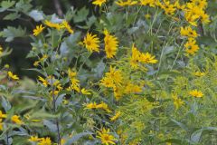 Jerusalem Artichoke, Helianthus tuberosus