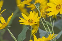 Jerusalem Artichoke, Helianthus tuberosus