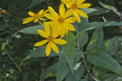 Jerusalem Artichoke, Helianthus tuberosus