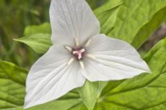 Jeweled Wakerobin, Trillium simile