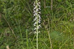 Keenan's Fringed Orchid, Platanthera X Keenani