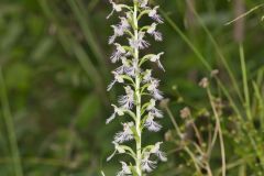 Keenan's Fringed Orchid, Platanthera X Keenani