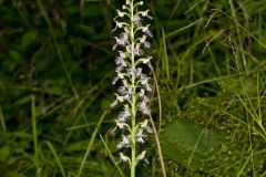 Keenan's Fringed Orchid, Platanthera X Keenani