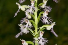 Keenan's Fringed Orchid, Platanthera X Keenani