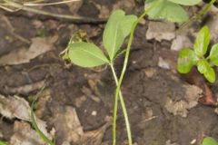 Kentucky Clover, Trifolium kentuckiensis