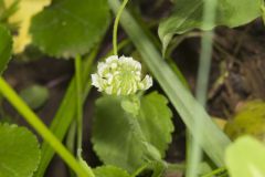 Kentucky Clover, Trifolium kentuckiensis