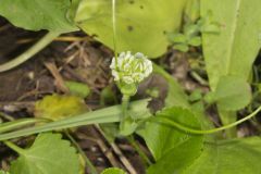 Kentucky Clover, Trifolium kentuckiensis