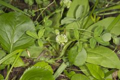 Kentucky Clover, Trifolium kentuckiensis