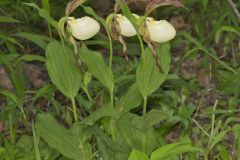 Kentucky Lady's Slipper, Cypripedium kentuckiense