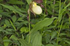 Kentucky Lady's Slipper, Cypripedium kentuckiense