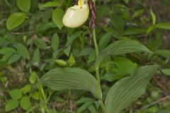 Kentucky Lady's Slipper, Cypripedium kentuckiense