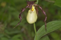 Kentucky Lady's Slipper, Cypripedium kentuckiense