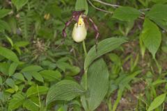 Kentucky Lady's Slipper, Cypripedium kentuckiense