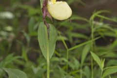 Kentucky Lady's Slipper, Cypripedium kentuckiense