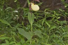 Kentucky Lady's Slipper, Cypripedium kentuckiense