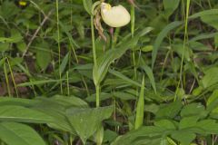 Kentucky Lady's Slipper, Cypripedium kentuckiense