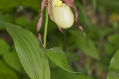 Kentucky Lady's Slipper, Cypripedium kentuckiense