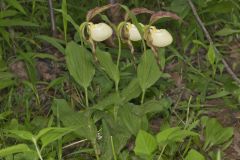 Kentucky Lady's Slipper, Cypripedium kentuckiense