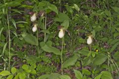 Kentucky Lady's Slipper, Cypripedium kentuckiense