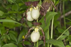 Kentucky Lady's Slipper, Cypripedium kentuckiense