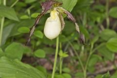 Kentucky Lady's Slipper, Cypripedium kentuckiense