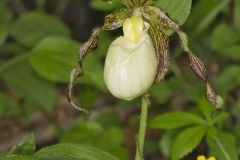 Kentucky Lady's Slipper, Cypripedium kentuckiense