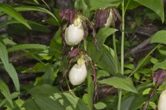 Kentucky Lady's Slipper, Cypripedium kentuckiense