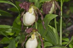 Kentucky Lady's Slipper, Cypripedium kentuckiense