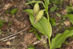 Kentucky Lady's Slipper, Cypripedium kentuckiense