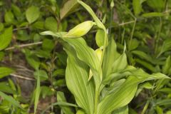 Kentucky Lady's Slipper, Cypripedium kentuckiense