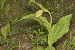 Kentucky Lady's Slipper, Cypripedium kentuckiense