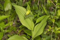 Kentucky Lady's Slipper, Cypripedium kentuckiense