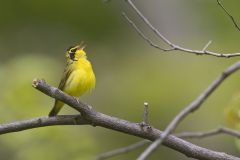 Kentucky Warbler, Geothlypis formosa