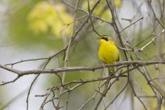 Kentucky Warbler, Geothlypis formosa