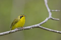 Kentucky Warbler, Geothlypis formosa