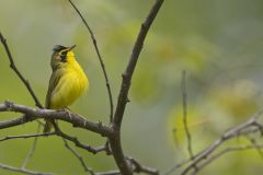 Kentucky Warbler, Geothlypis formosa