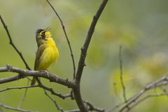 Kentucky Warbler, Geothlypis formosa