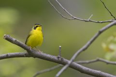 Kentucky Warbler, Geothlypis formosa